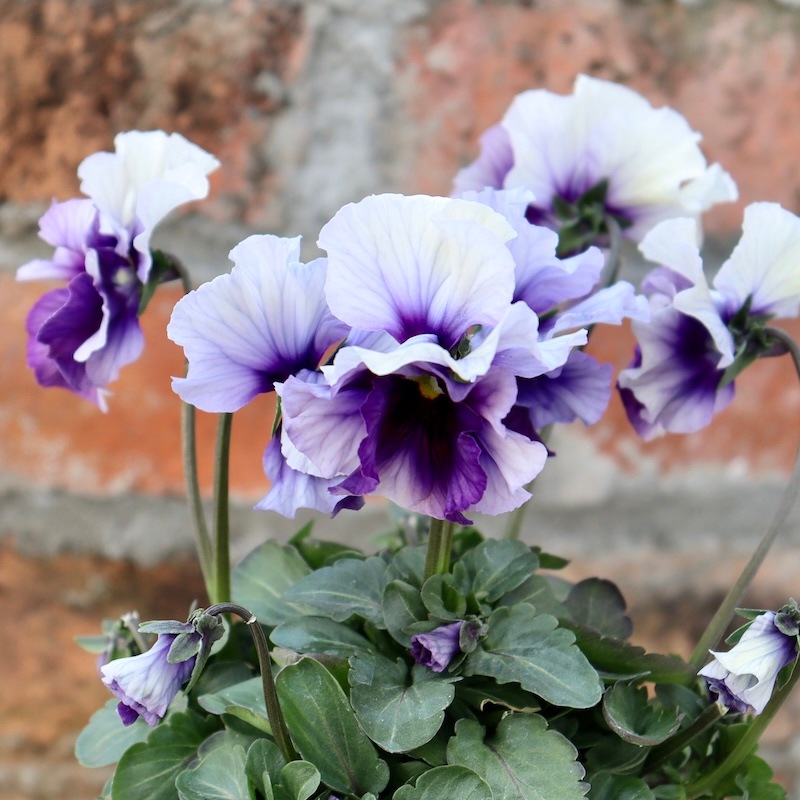 画像の現品1点限り!! 超良株☆桂楓園さんのパンジー「フェデネージュ