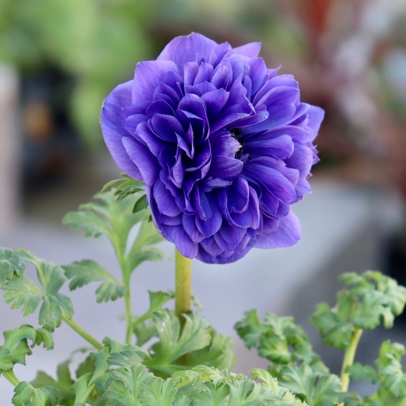 画像の現品など!! 2年生株のプレミアム八重咲きアネモネ「パンドラ」38番