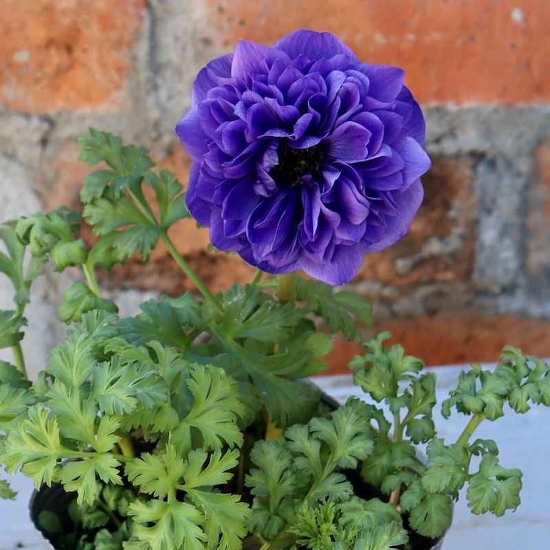 画像の現品など!! 2年生株のプレミアム八重咲きアネモネ「パンドラ」38番