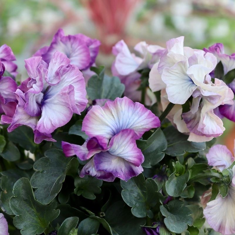 今シーズン発売の新品種 】現品1点限り!! 超良株☆桂楓園さんの