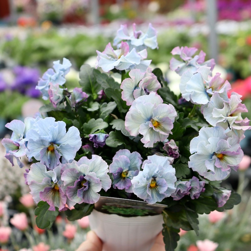 画像の現品1点限り♪ 超良株☆桂楓園さんのパンジー「フェデネージュ