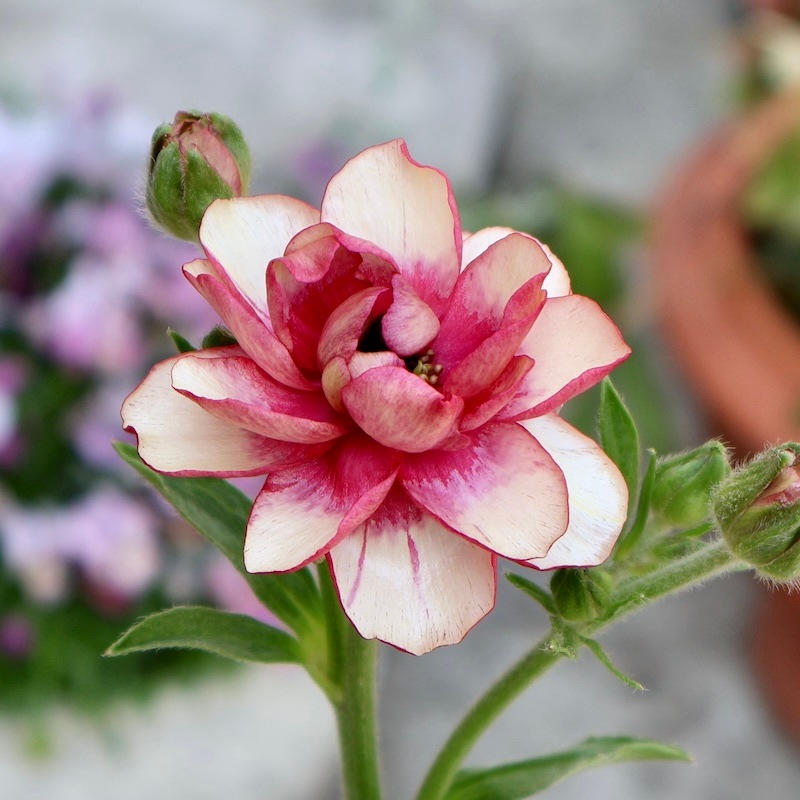 画像の現品【お試し価格】NEW☆ラナンキュラス・ランドセル