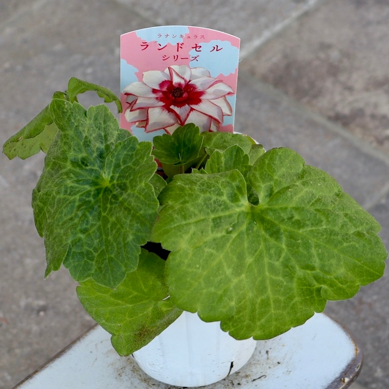 画像の現品【お試し価格】NEW☆ラナンキュラス・ランドセル