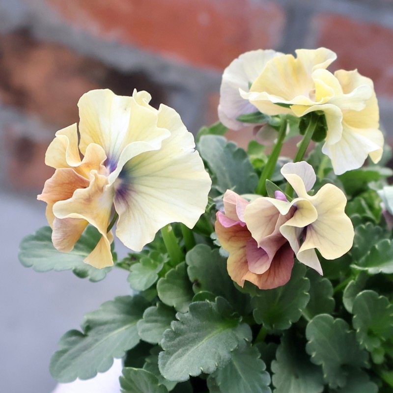 画像の現品1点限り☆桐生ふぁ~む×花日和さんのビオラ「アイクルール