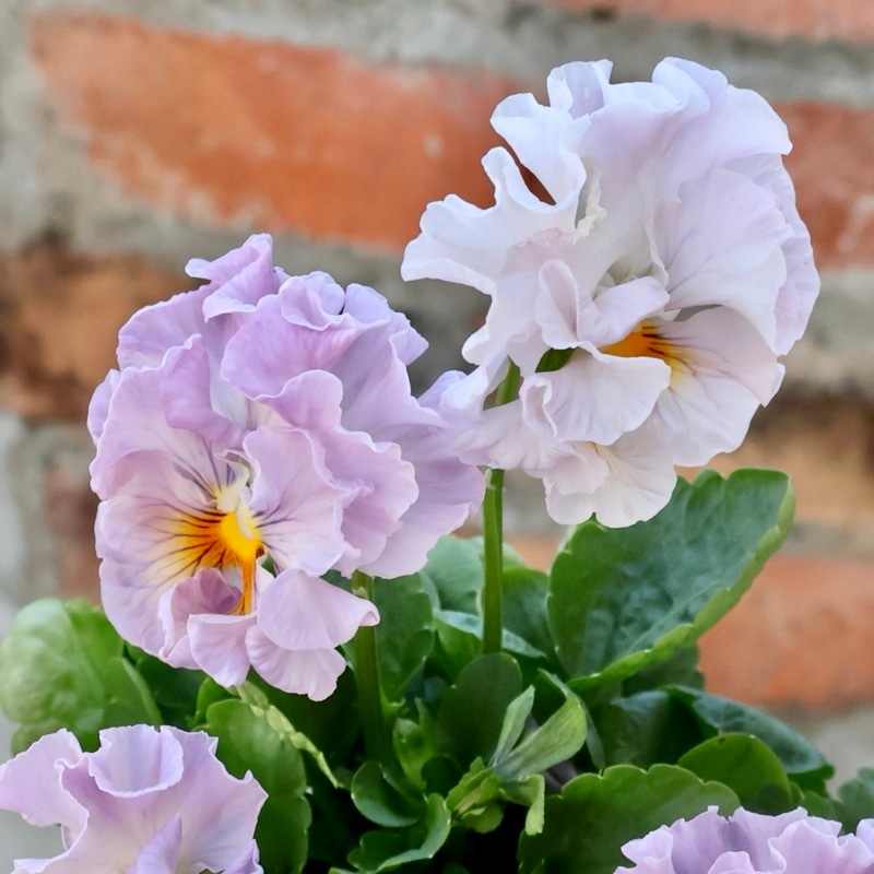 現品1点限り☆2025年NEWの希少品種☆フリルパンジー「彩翠華(さい