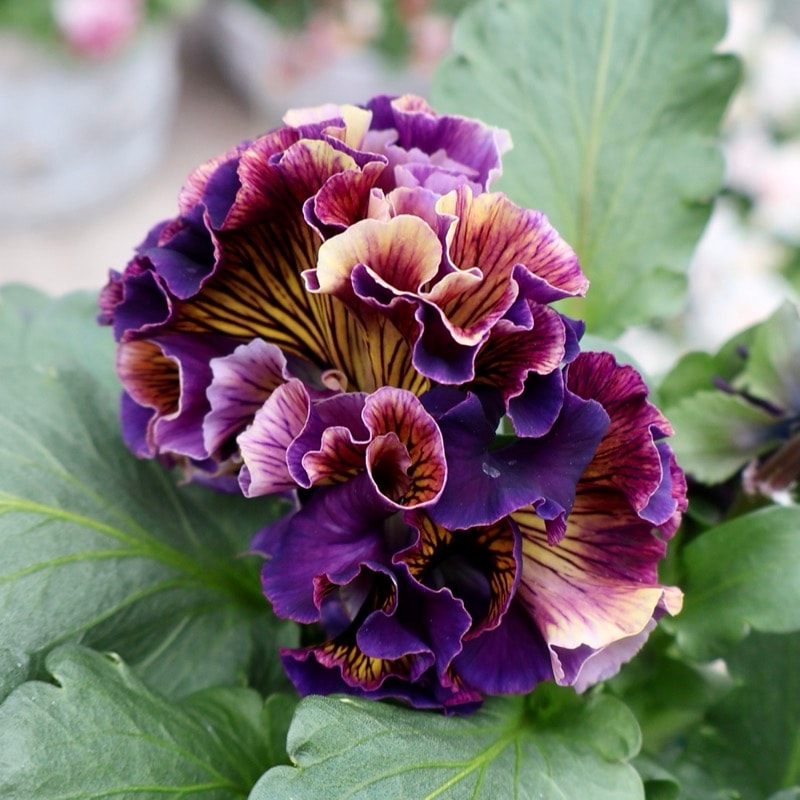 画像の現品1点限り☆サトウ園芸さんのパンジー「ドラキュラ」(64番)