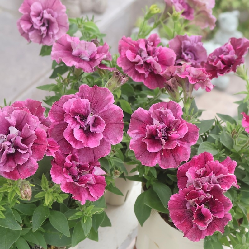 花芳さんの八重咲きペチュニア・ジュリエット「モダンワイン」(3.5号