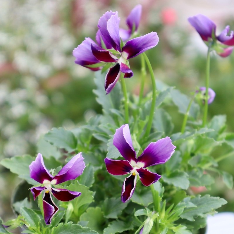 画像で花弁の色・形を選べる!!ゲブラさんの育種ビオラ「ミステリアス