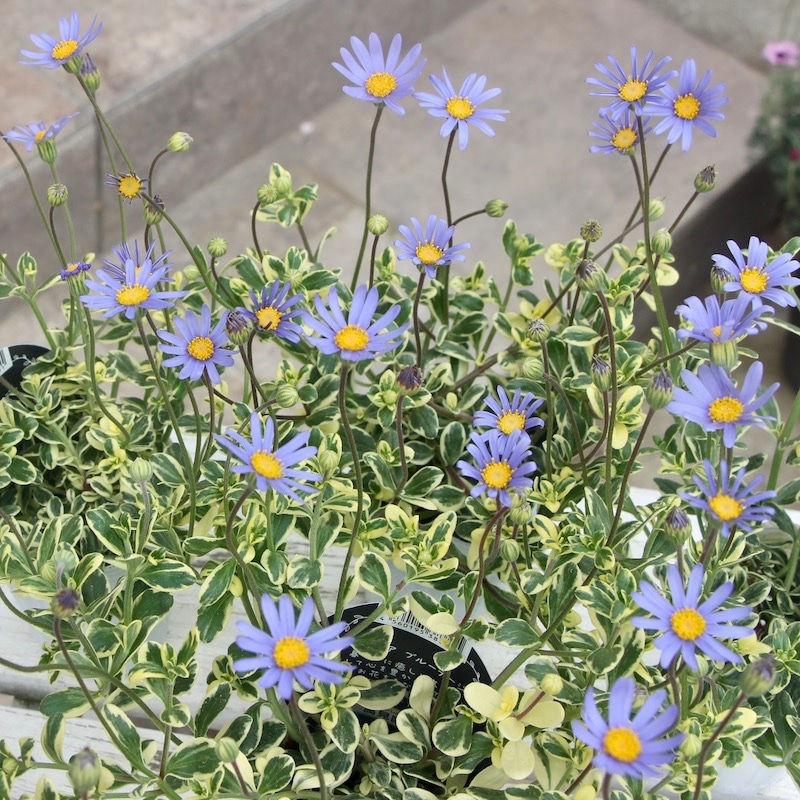 がっちり株で開花♪超良株の斑入りブルーデージー