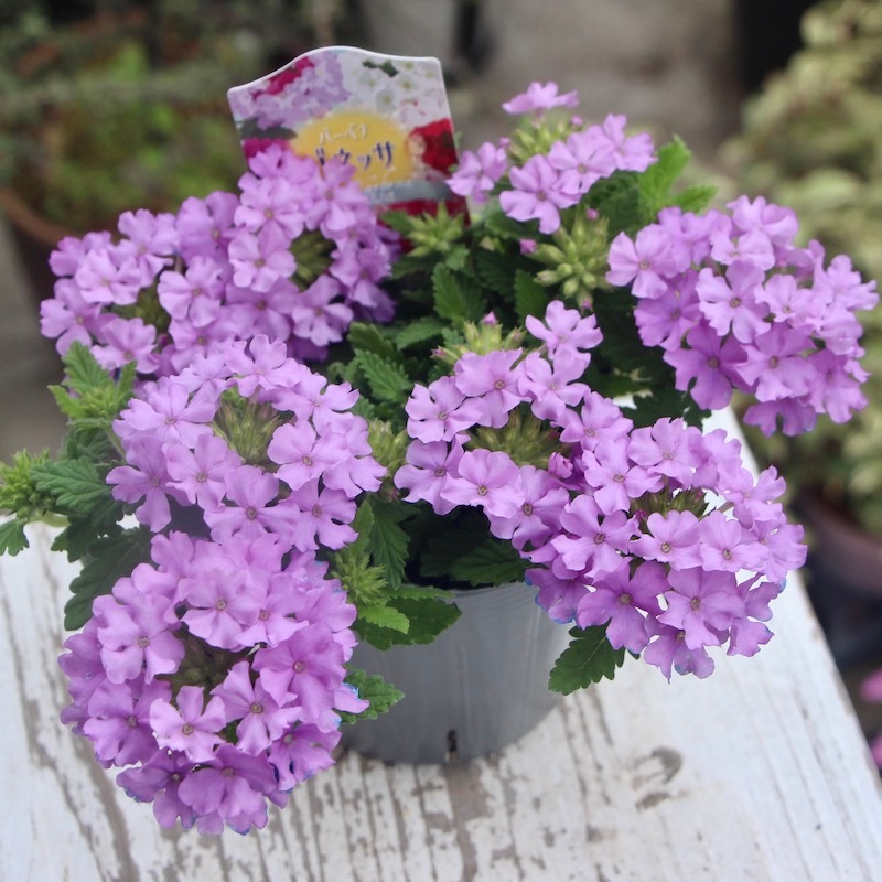 シナリー　R2.O9 ハルハナ様 超良株!! 宿根バーベナ・バネッサ「ラベンダー」(3.5号ポット)