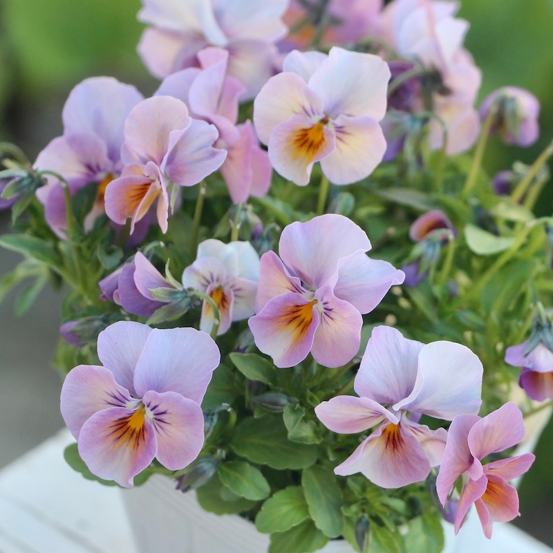 現品1点限り☆うえたビオラ 2022年度試験品種 22B-04(3.5号ポット)