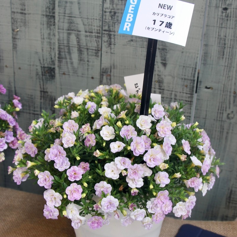 新色☆ゲブラさんのカリブラコア・NOZOMI「17歳セブンティーン」(3.5号