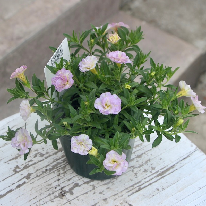 新色☆ゲブラさんのカリブラコア・NOZOMI「17歳セブンティーン」(3.5号