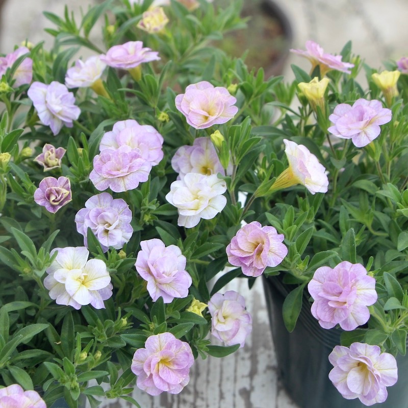 新色☆ゲブラさんのカリブラコア・NOZOMI「17歳セブンティーン」(3.5号