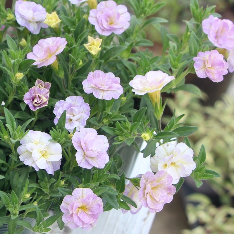 4_000000005973.jpg?1681623050