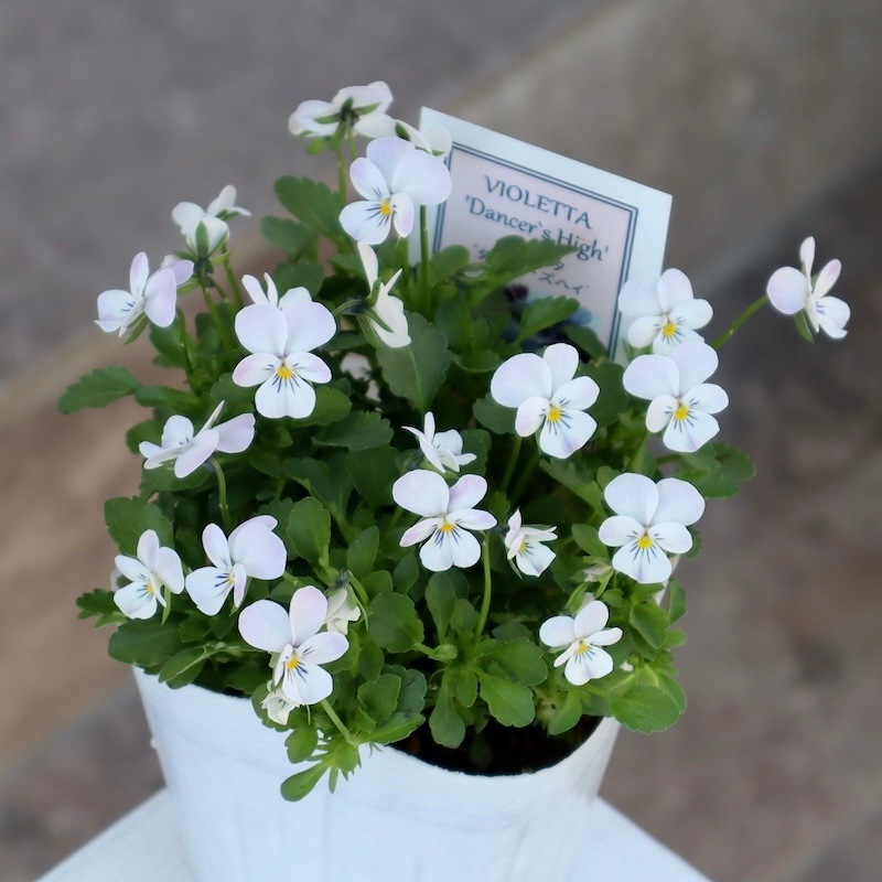 2024年NEW☆フラワーハーツさんの小輪ビオラ・ビオレッタ「ダンサーズ
