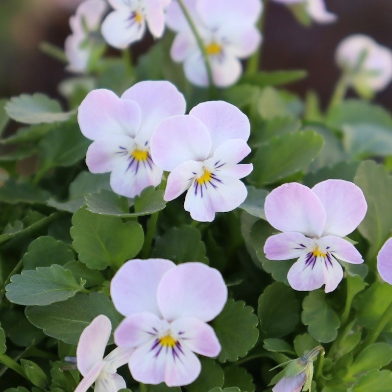 2024年NEW☆フラワーハーツさんの小輪ビオラ・ビオレッタ「ダンサーズ