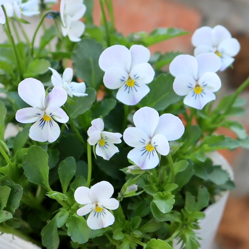 2024年NEW☆フラワーハーツさんの小輪ビオラ・ビオレッタ「ダンサーズ