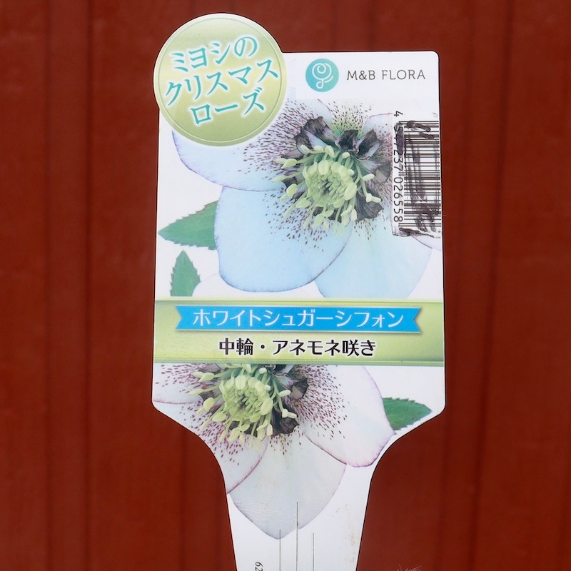 モーリー×レッドモーリーメビウス☆クリスマスローズ種子※苗では
