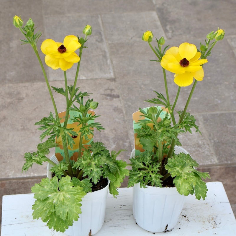 お試し価格】NEW☆現品限り!! ラナンキュラス・ランドセル