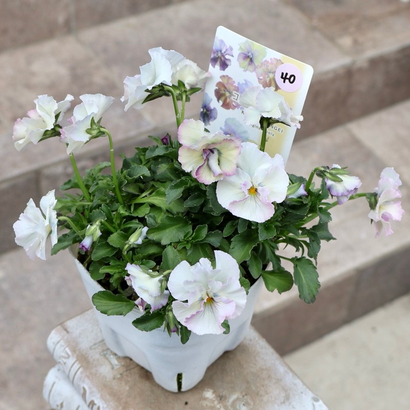 開花してきました!!画像の現品1点限り☆北島園芸さんのアンティーク