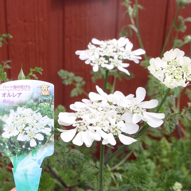 5号鉢】オルレア(オルラヤ)「ピエリスホワイト」