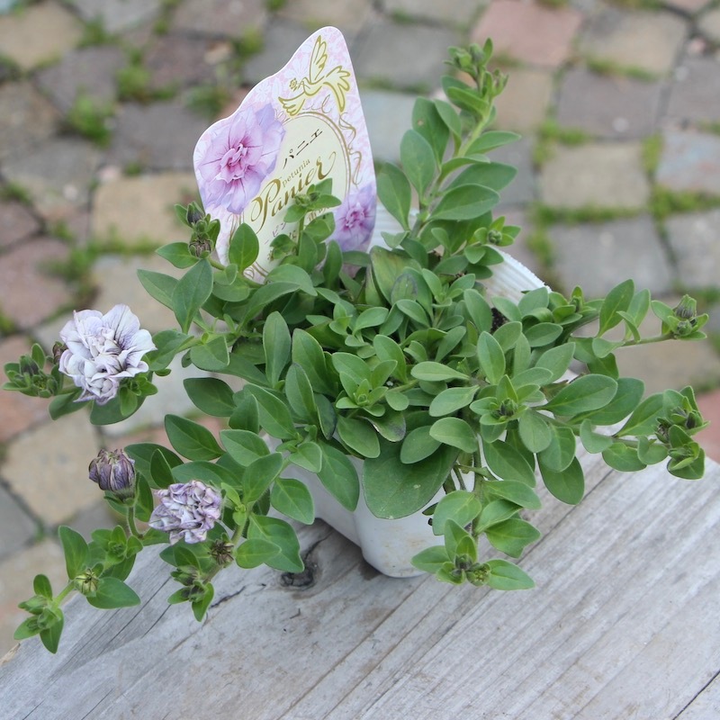 八重咲きペチュニア・パニエ「ピンクアイス」(3.5号ポット)