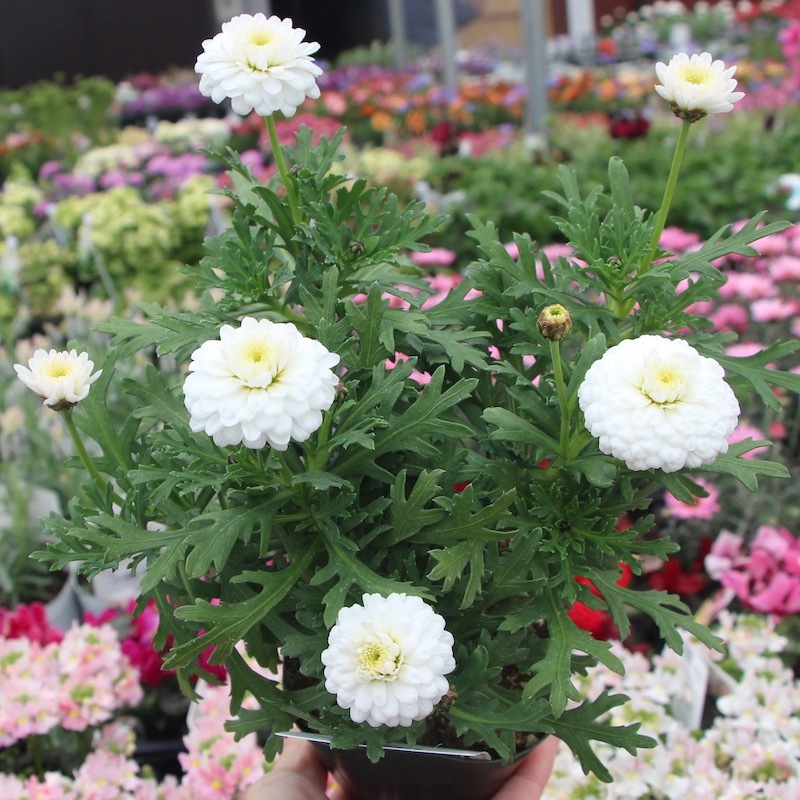 マーガレットさん専用 SHEL'TTER SELECT | 【MAISON MAVERICK PRESENTS】リブステッチ