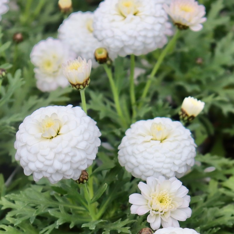 17_000000004574.jpg?1740901647