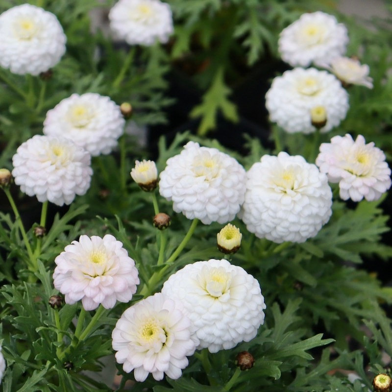 ゲブラさんのマーガレット「マルコロッシ」(3.5号ポット)