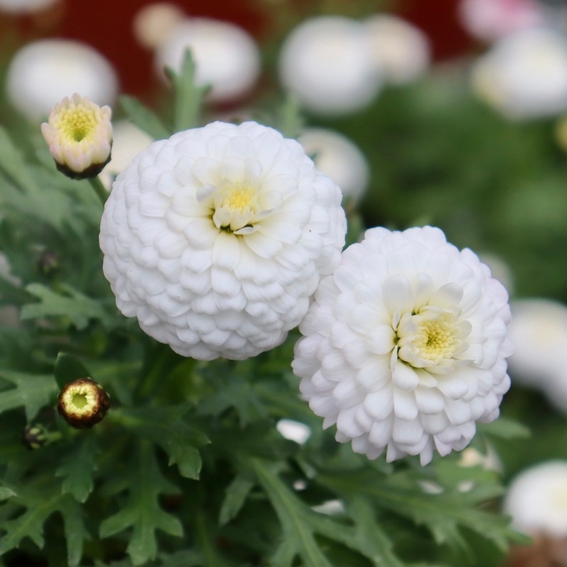 ゲブラさんのマーガレット「マルコロッシ」(3.5号ポット)