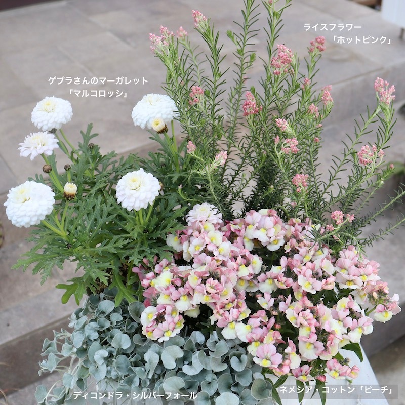 ゲブラさんのマーガレット「マルコロッシ」(3.5号ポット)