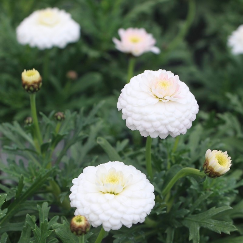 マーガレットさん専用 SHEL'TTER SELECT | 【MAISON MAVERICK PRESENTS】リブステッチ