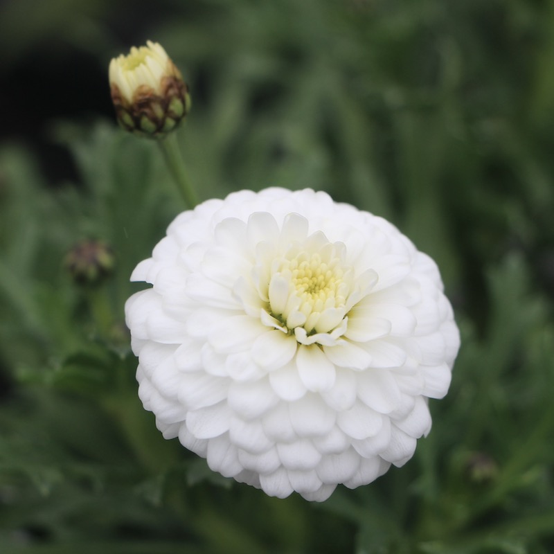 ゲブラさんのマーガレット「マルコロッシ」(3.5号ポット)