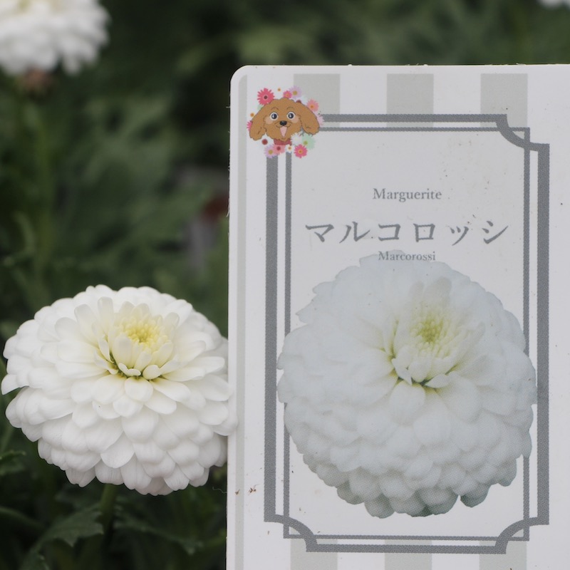 マーガレットさん専用 SHEL'TTER SELECT | 【MAISON MAVERICK PRESENTS】リブステッチ