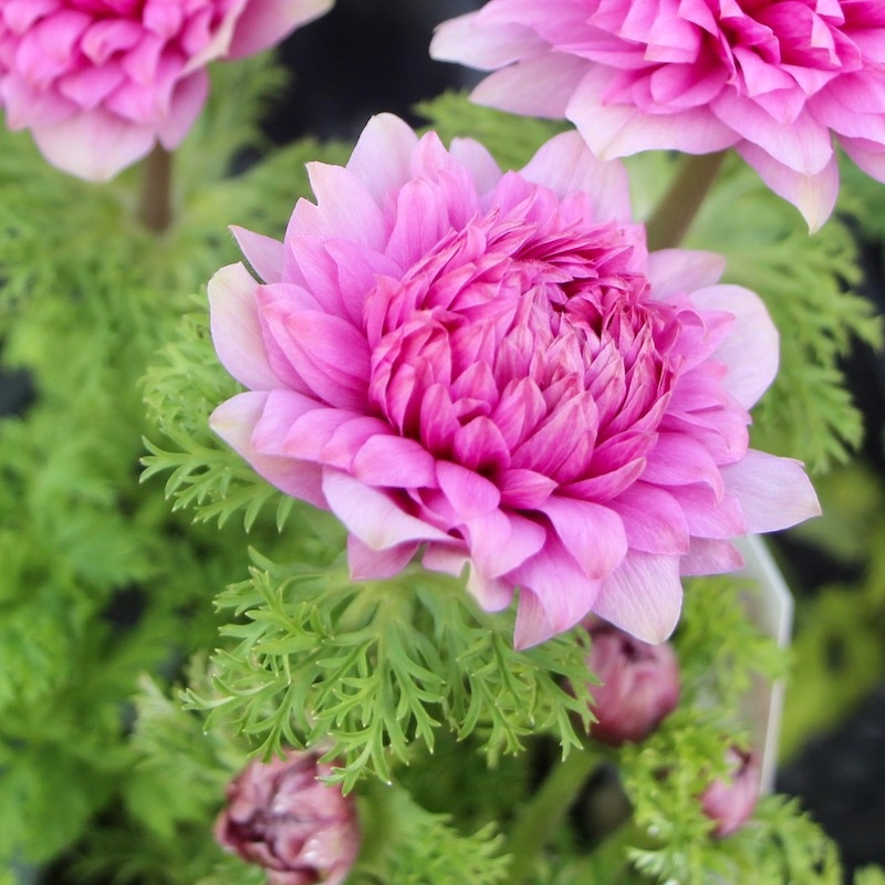 9_000000005574.jpg?1678066838