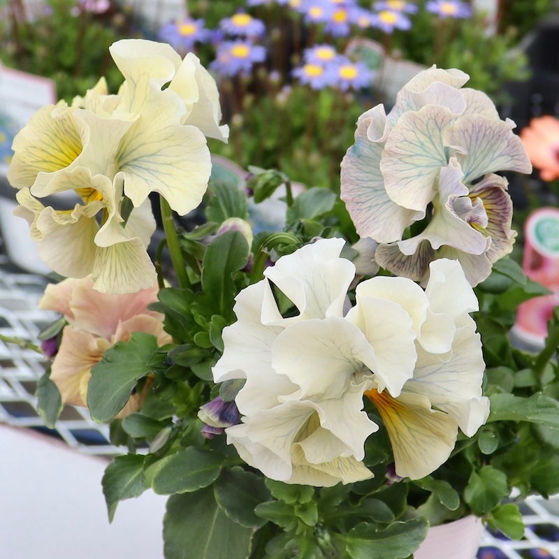 Rガーデンさんのアンティークフリルパンジー「フルール」 お色お任せ