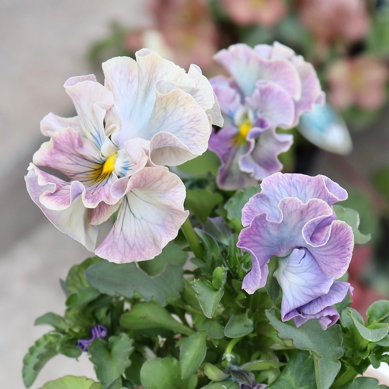 Rガーデンさんのアンティークフリルパンジー「フルール」 お色お任せ