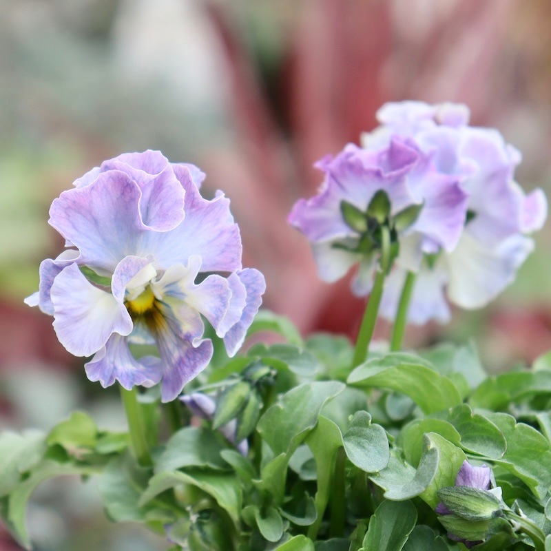 Rガーデンさんのアンティークフリルパンジー「フルール」 お色お任せ