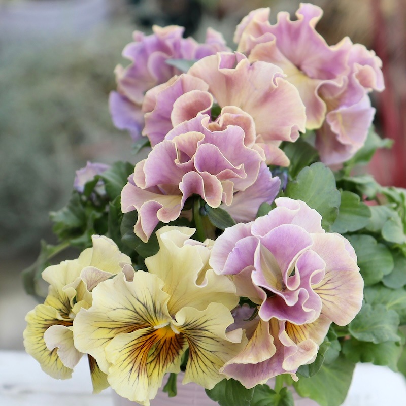 Rガーデンさんのアンティークフリルパンジー「フルール」 お色お任せ