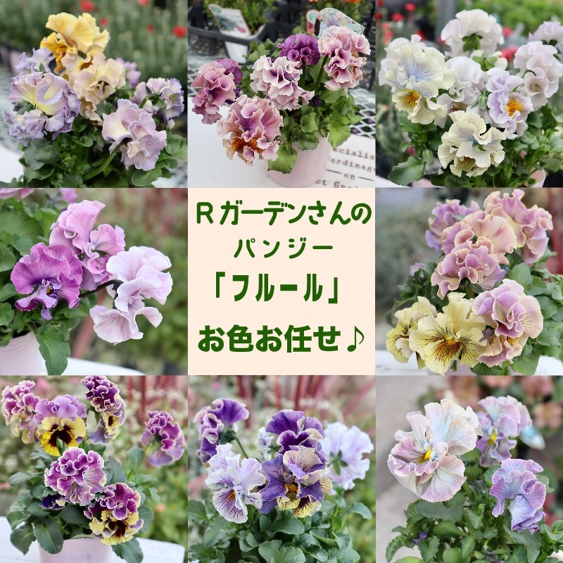 Rガーデンさんのアンティークフリルパンジー「フルール」 お色お任せ