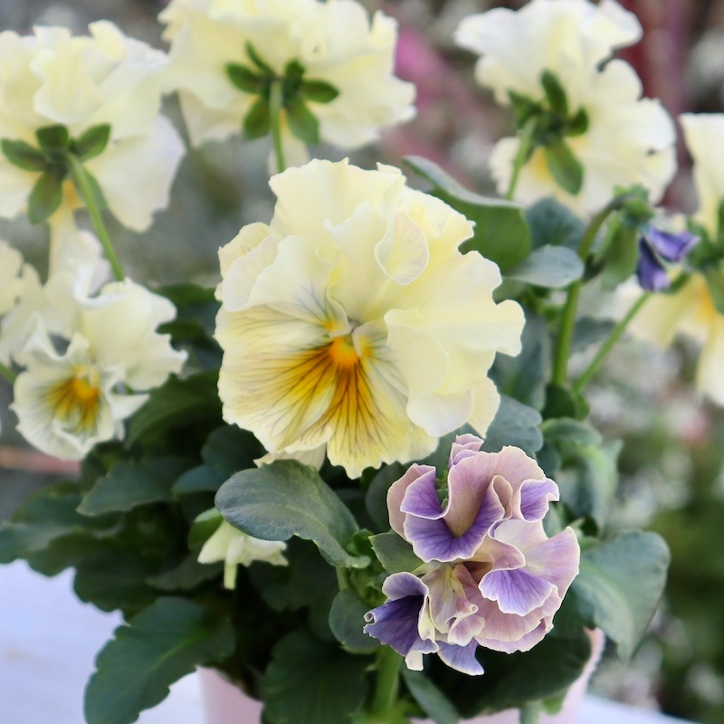 Rガーデンさんのアンティークフリルパンジー「フルール」 お色お任せ