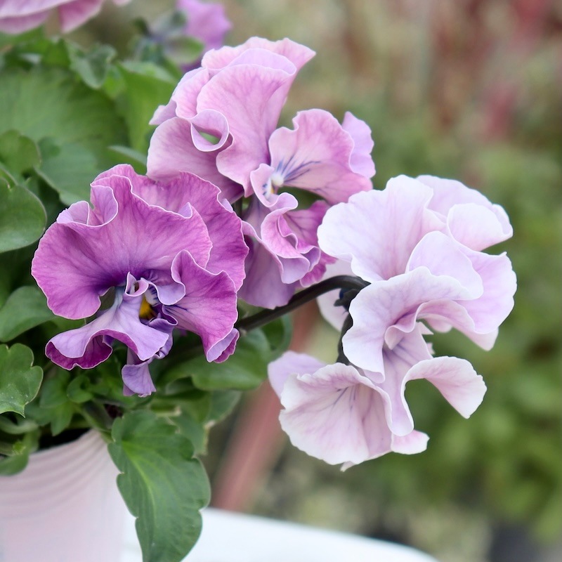 Rガーデンさんのアンティークフリルパンジー「フルール」 お色お任せ