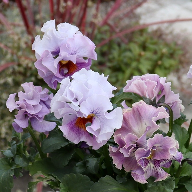 Rガーデンさんのアンティークフリルパンジー「フルール」 お色お任せ