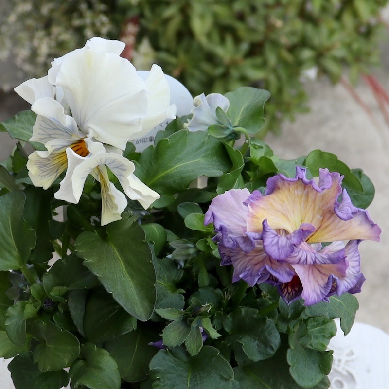 Rガーデンさんのアンティークフリルパンジー「フルール」 お色お任せ