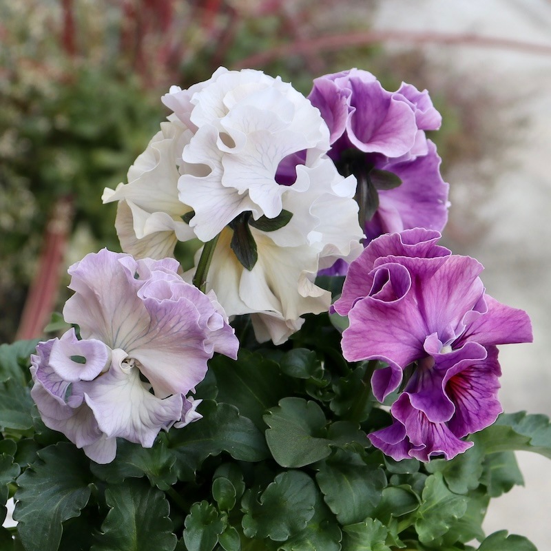 Rガーデンさんのアンティークフリルパンジー「フルール」 お色お任せ