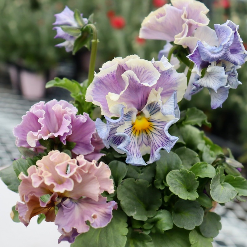 Rガーデンさんのアンティークフリルパンジー「フルール」 お色お任せ