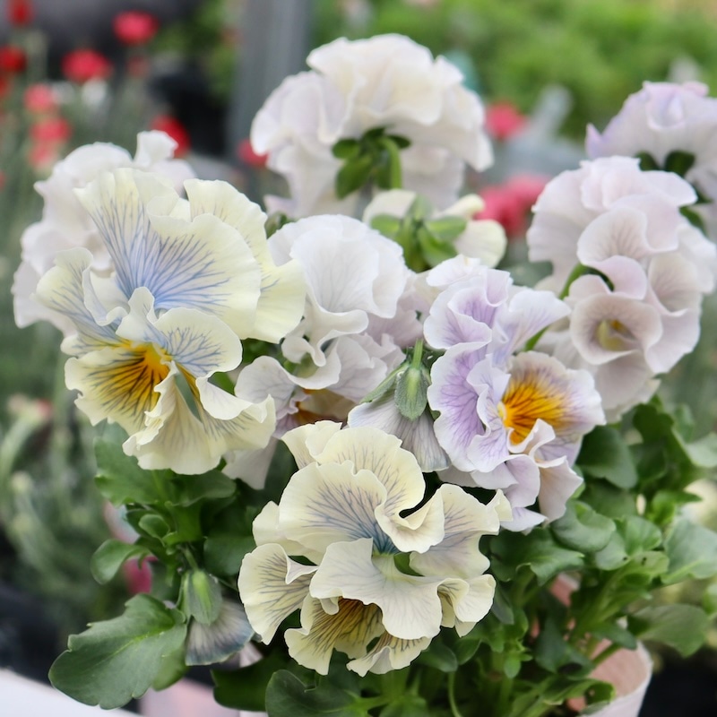 Rガーデンさんのアンティークフリルパンジー「フルール」 お色お任せ