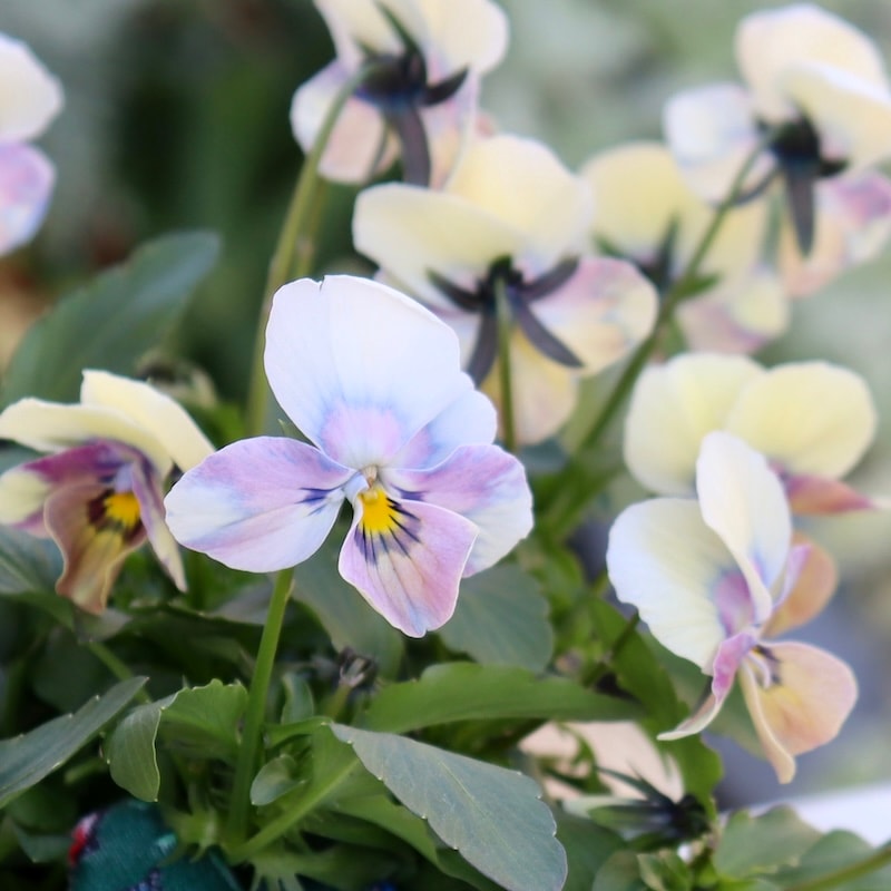 1点限り!!画像とほぼ同じ花☆ ロカハーツ「ホルシス」＜19番＞