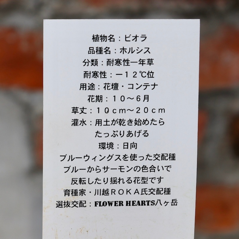 1点限り!!画像とほぼ同じ花☆ ロカハーツ「ホルシス」＜19番＞